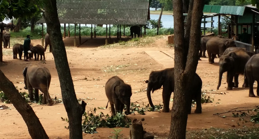 Sri Lanka udawela Elephant Conservation Project