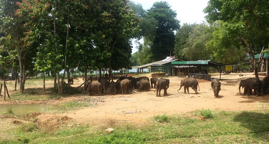 udawela Elephant Grazing