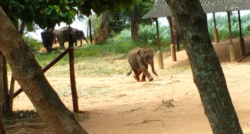 udawela Elephant Conservation