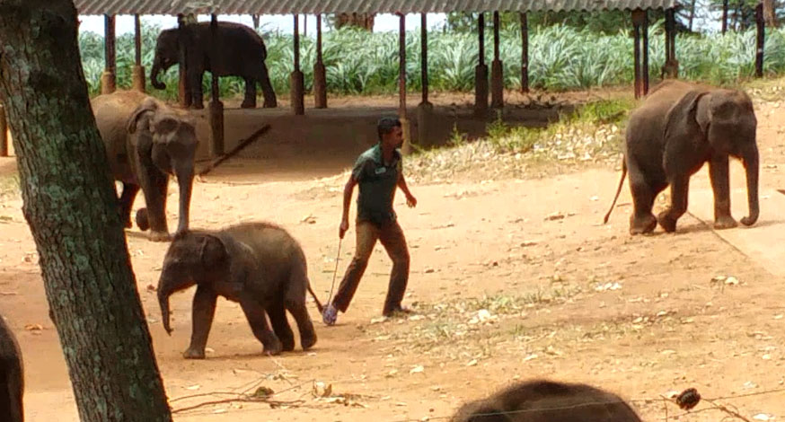 Sri Lanka udawela Elephant Conservation