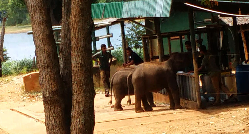Sri Lanka udawela Elephant Conservation Project