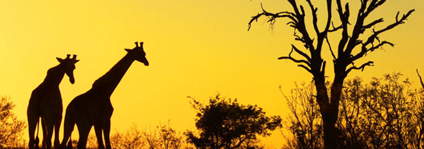 South africa conservation