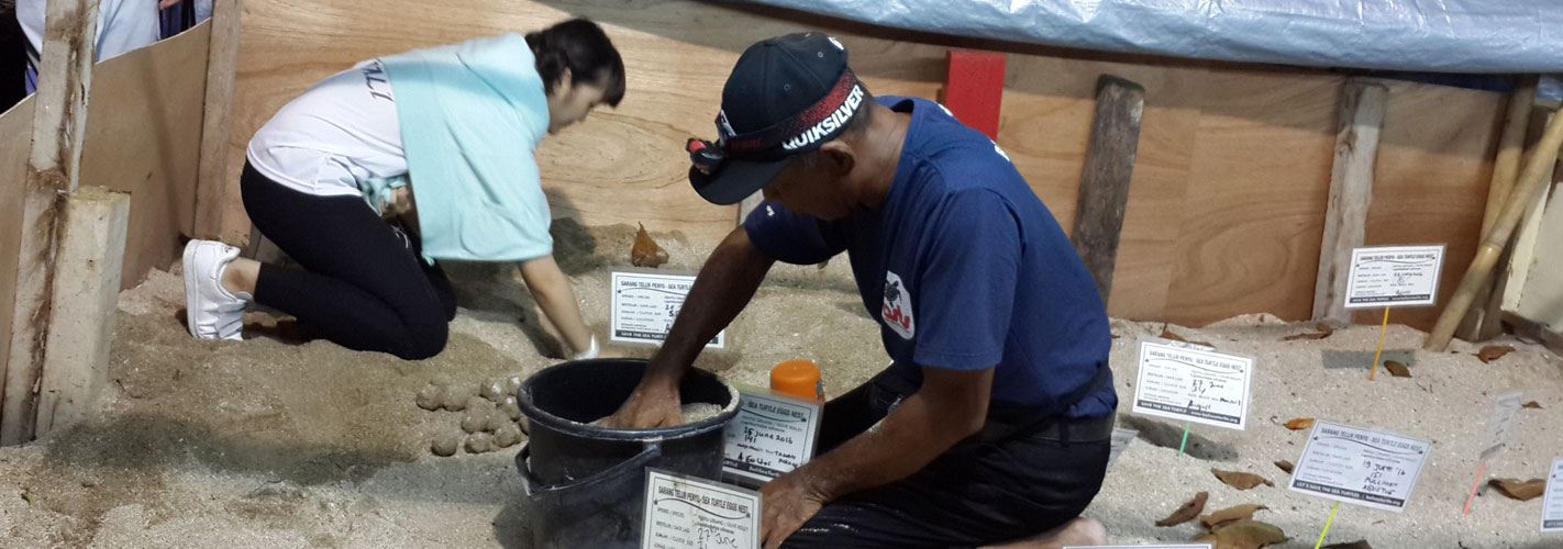 Bali Turtle Teaching