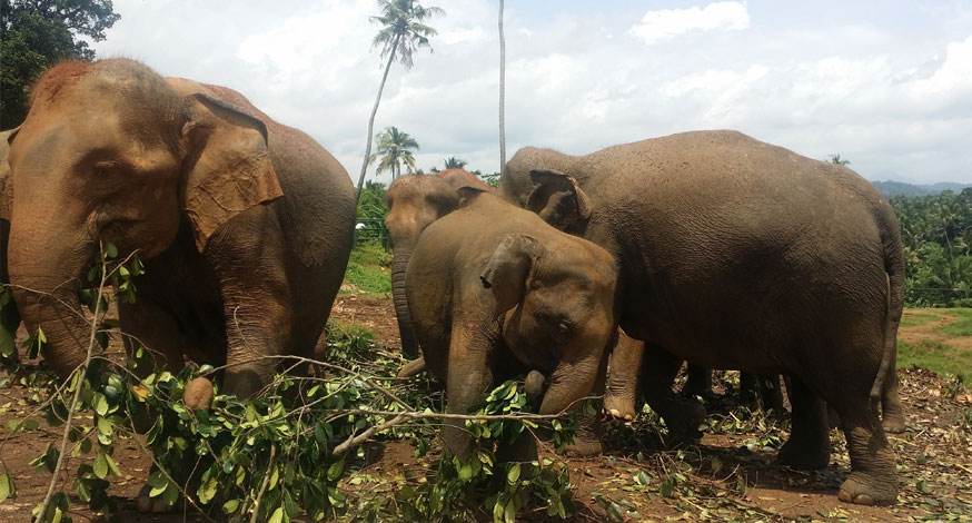 Pinnawala Elephant Grazing