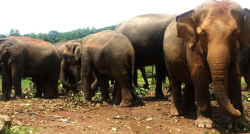Elephant Conservation in Sri Lanka