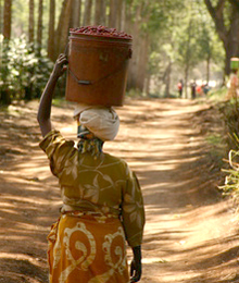 Volunteer Program in Uganda